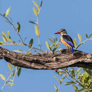 South Luangwa - Grey-headed kingfisher